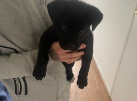 Puppie