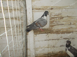 WOLVHAMTON HEN FOR SALE>.