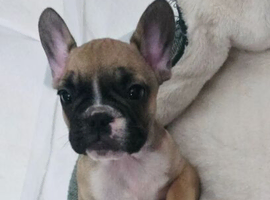 BEAUTIFUL FRENCH BULLDOG