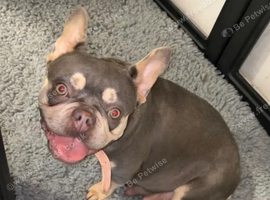 Beautiful French Bulldog