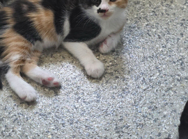 Beautiful kittens for sale