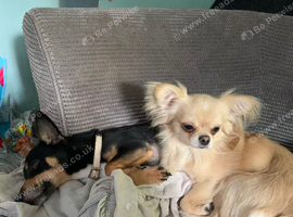 Chihuahua male not neutered
