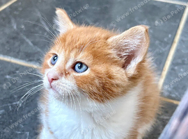 Cute mixed breed kittens