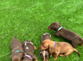 MINIATURE DACHSHUND