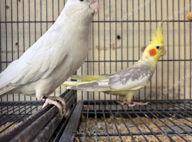Cockatiels Established Breeding Pair.