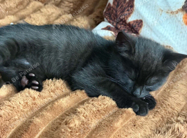 Kittens