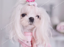 Beautiful Adult Korean Maltese Girl