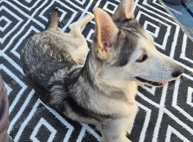 9 month old shepsky