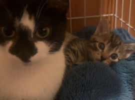 Two kittens
