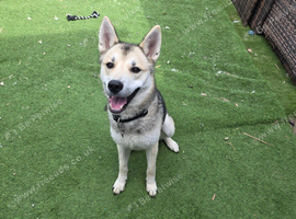 Siberian husky male puppy
