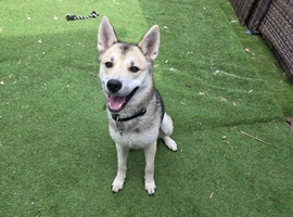 Male husky 7months old