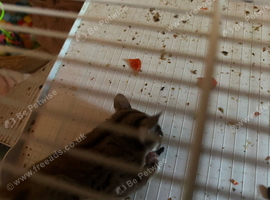 3 sugar gliders for sale