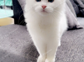 White ragdoll kitten bi color eyes