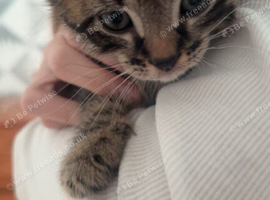 3 Kittens ready for their forever home