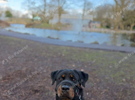 Female Rottweiler - Home Needed
