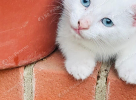 Lovely kitten full of energy and love