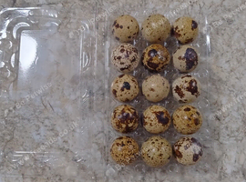 Jumbo Japanese Coturnix Quail Eggs