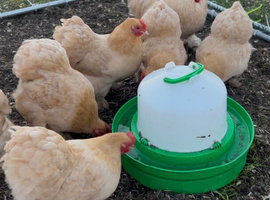 Lemon cuckoo pekin hatching eggs