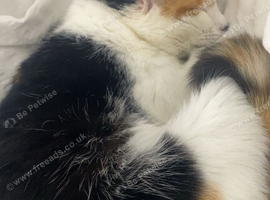 female cat
