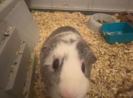 Guinea pigs