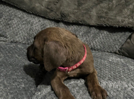 2 Gorgeous Cane Corso left 1boy 1 girl