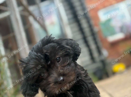Shihpoo puppies