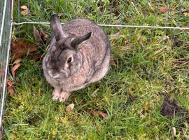 Rabbits