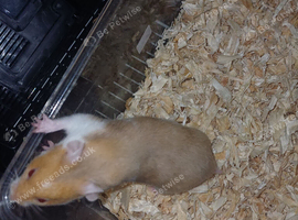 Baby Syrian Hamsters