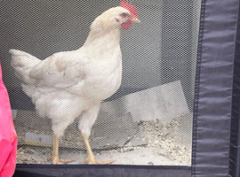 Chickens