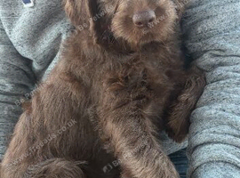 Labradoodle puppies
