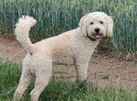 Beautiful labradoodle stud