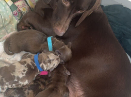A beautiful litter of dachshunds mixed long haired and short