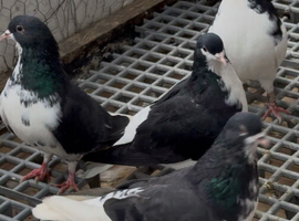 Iranian pigeons