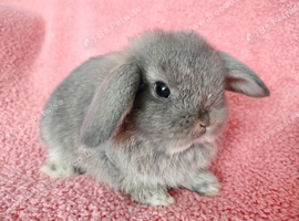 Selection of mini lop babies available