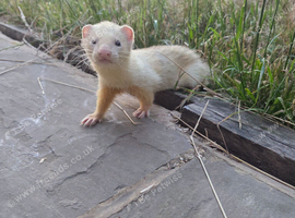 Ferret for sale
