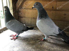 2 BARLESS BLUE COCKS