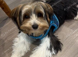 Beautiful 10-Month-Old Biewer Terrier - Loving Home Wanted