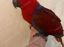 10 month old female Electus