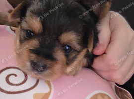 Female biewer cross