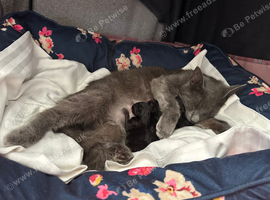 2 Beautiful girls 10 weeks old