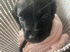 Female cockapoo