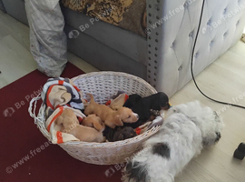 Doxiepoos ready for new home.