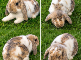 5 month old Mini Lop Buck harlequin and white show stock