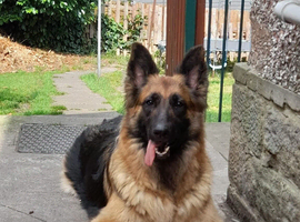 Last  girl Long hair German Shepherd