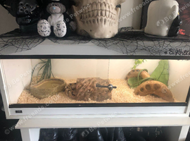 female ball python for sale
