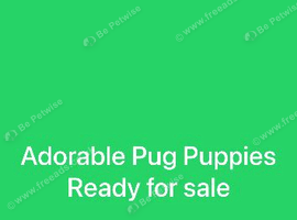 Only 2 Beautiful Pug Puppys