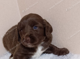 Cocker spaniel puppys