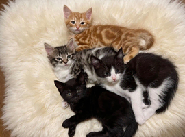 Beatiful Kittens
