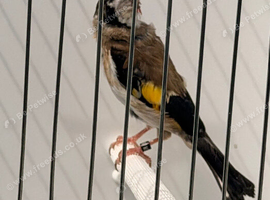 Steady goldfinch hen