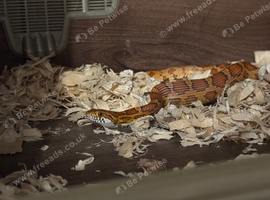 2x corn snakes